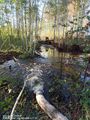 Миниатюра для версии от 11:13, 16 июня 2024
