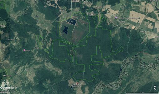 Торфяник Перелесь 10282.jpg
