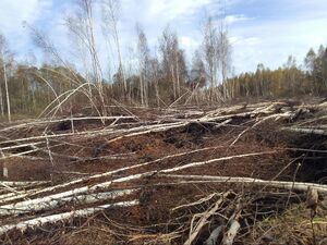 Гарь в Берендеево 4.10.2024.jpg