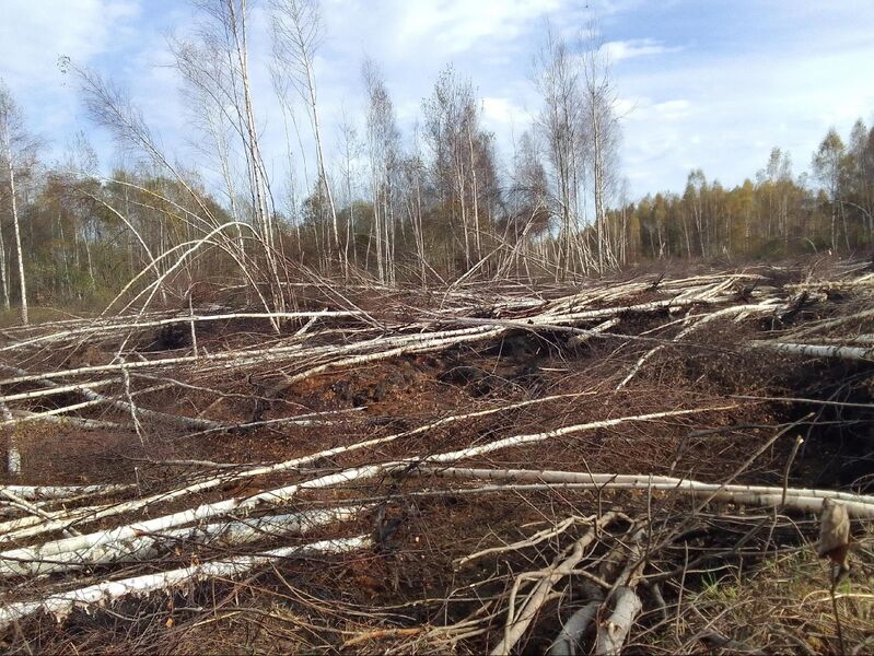 Файл:Гарь в Берендеево 4.10.2024.jpg