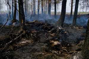 Замощье 794 весна 2019.png