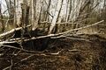 Миниатюра для версии от 13:01, 20 июня 2024