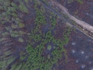 DJI 0037.jpg