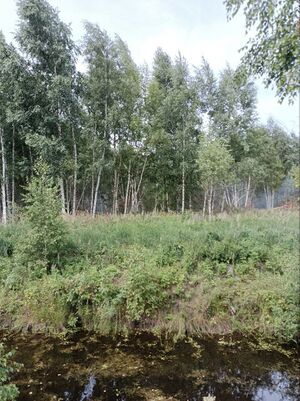 Шатура 736 2025-07-19.1.jpg